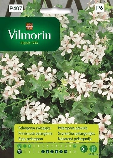 Vilmorin Pelargonia Bluszczolistna zwisająca biała 4 nasiona sklep rajogrodnika
